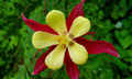 Columbine