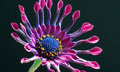 Pink Whirls