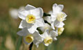 Daffodil